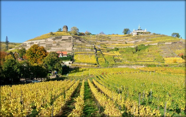 Weinlage "Radebeuler Goldener Wagen" im Herbst