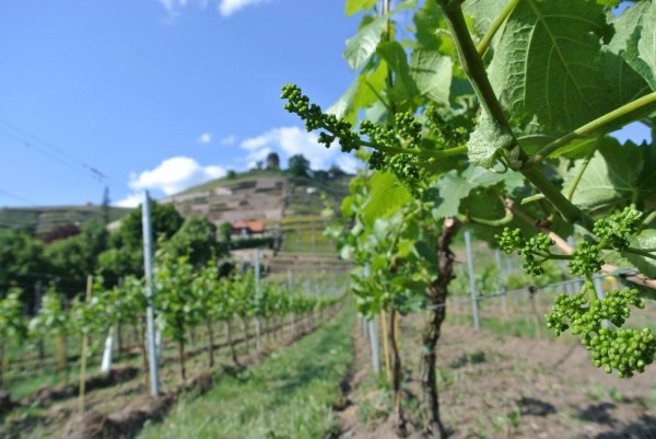 Gescheine kurz vor der Weinblüte 2012